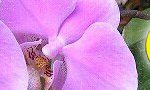 20170430-subaima-orchids